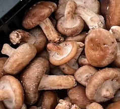 Mushroom Shitaki 100g