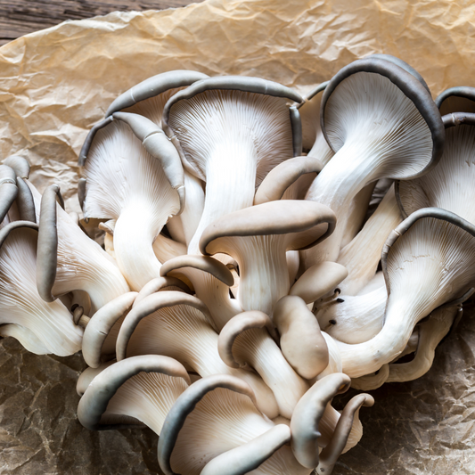 Mushroom Oyster 100g