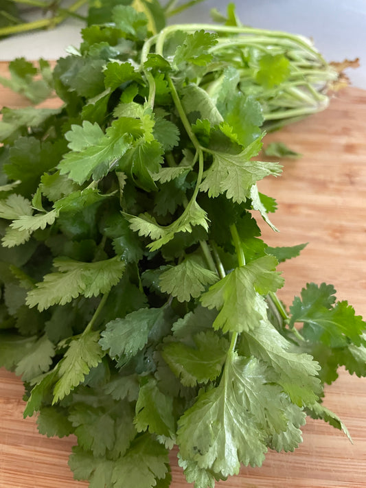 Coriander bunch