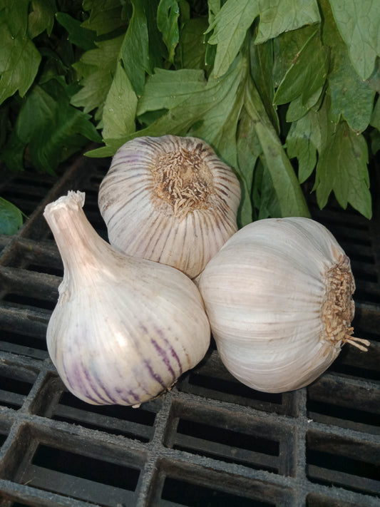 Garlic Bulbs per 100g
