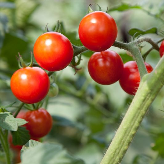 Tomato Cherry 200g punnet