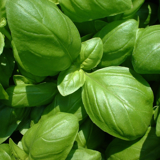 Basil bunch